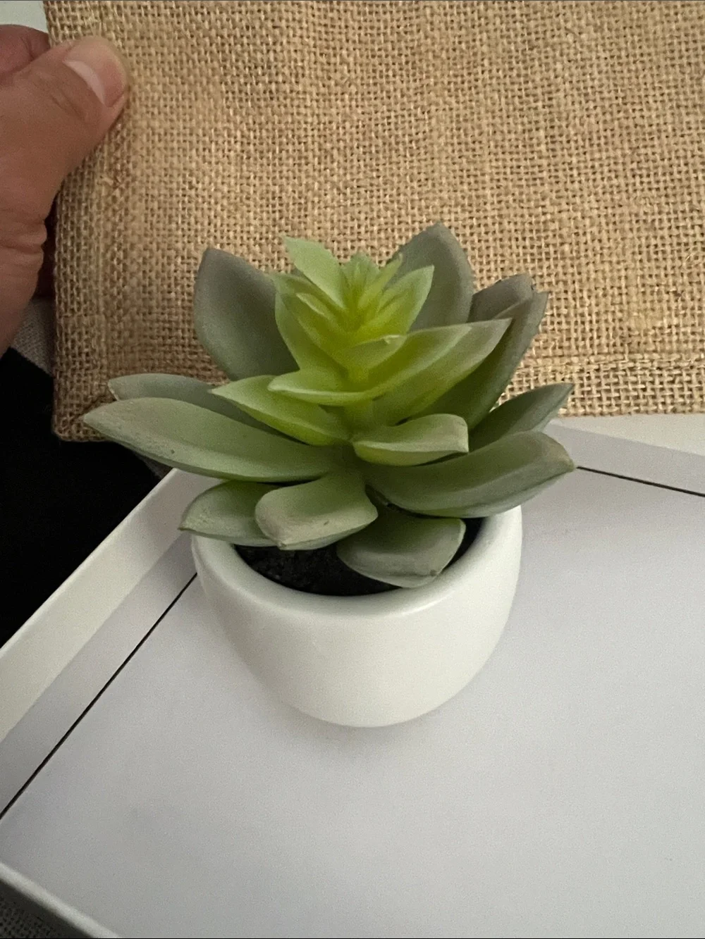 Artificial Succulent in White Ceramic Pot - Super Cute